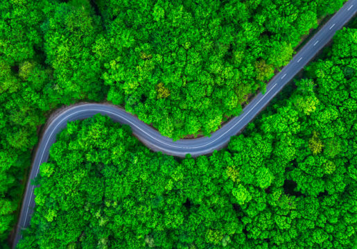 An aerial shot of a tree-laden forest with a paved road curving through it.